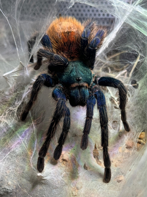 Chromatopelma cyaneopubescens - Weibchen