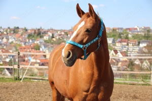 Reitbeteiligung in Denkendorf zu vergeben!