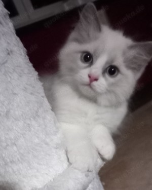 Reinrassige Ragdoll Babys suchen eine liebevolles Zuhause