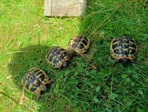 Griechische Landschildkröten zu verkaufen 