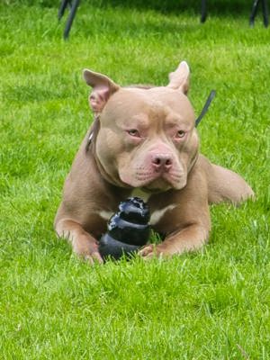 American Bully Standard 