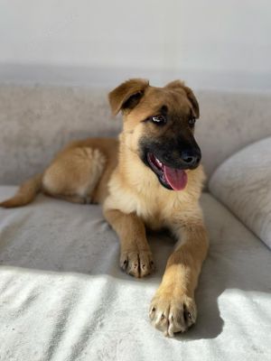 Schäferhund Mix Hündin