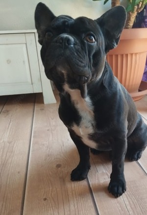 Deckrüde Französische Bulldogge reinrassig   