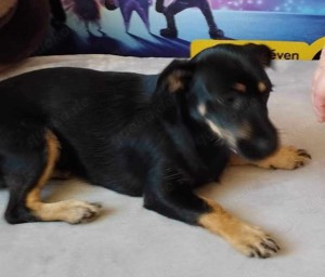 Molly (ca. 9 Monate) lebt noch in Ungarn und sucht ein Zuhause