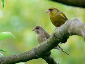 SUCHE: Grünkinken Paar gesucht, vorzugsweise naturfarben aus deutscher Zucht