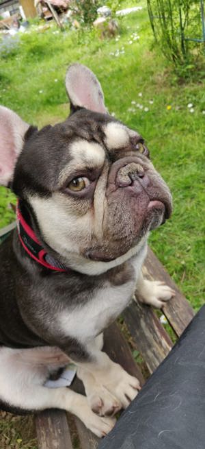 Lieber French Bulldog Rüde 3 Jahre alt