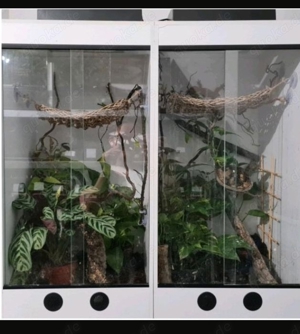 3x Forex Hoch Terrarium 40x40x80