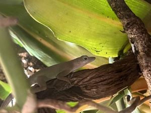 Anolis mamoratus  1.1 breeding pair