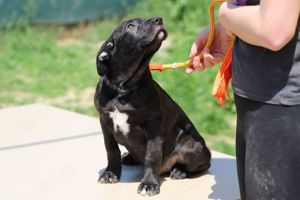 *SPOTY* - der Labradorwelpe ist verspielt und unternehmungslustig.