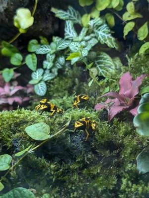 Dendrobates Leucomelas Puerto Ayacucho   Gelbgebänderter Pfeilgiftfrosch  0.0.7