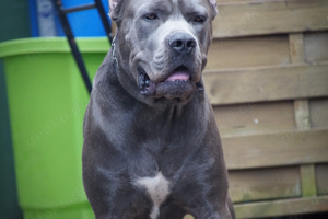 Cane Corso Deckrüde