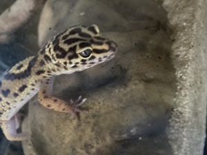 Leopardgecko Männchen