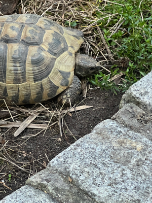 16 Jahre alte griechische Ladschildkröte (männlich) - Tausch gegen weibliche