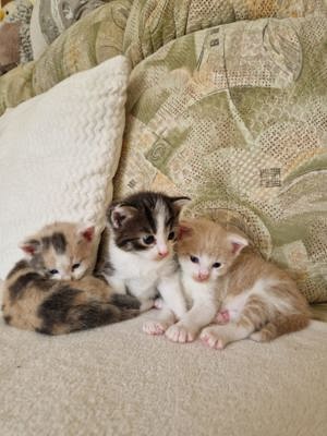 3 junge Kitten suchen ein neues Zuhause (europäisch norwegische Waldkatze Mix)