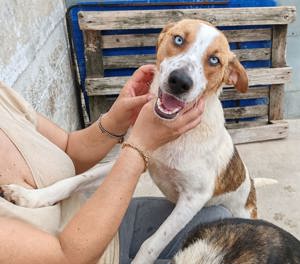 "Tico" sucht sein Glück