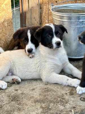Falko sehnt sich nach Kuscheln Bild 3