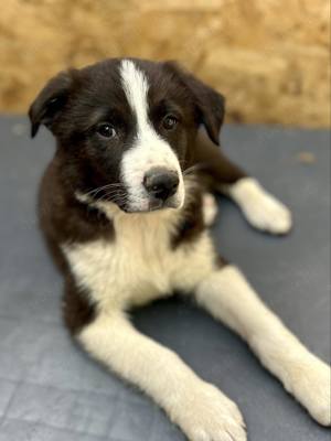 Falko sehnt sich nach Kuscheln Bild 7