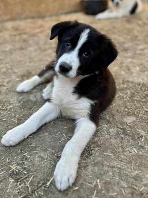 Falko sehnt sich nach Kuscheln Bild 8