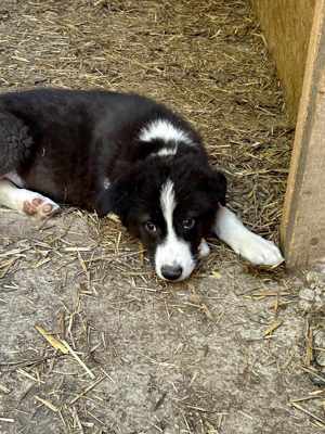 Falko sehnt sich nach Kuscheln Bild 6