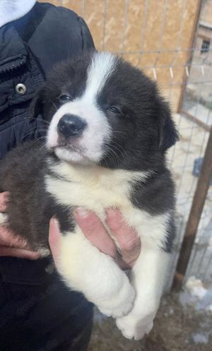 Falko sehnt sich nach Kuscheln Bild 5