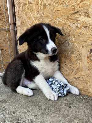 Falko sehnt sich nach Kuscheln Bild 9