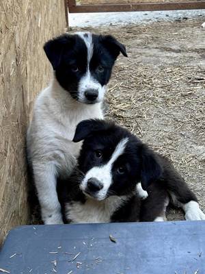Falko sehnt sich nach Kuscheln Bild 4