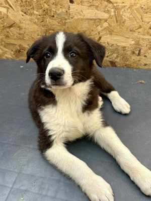 Falko sehnt sich nach Kuscheln Bild 2