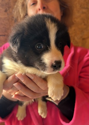 Falko sehnt sich nach Kuscheln Bild 10