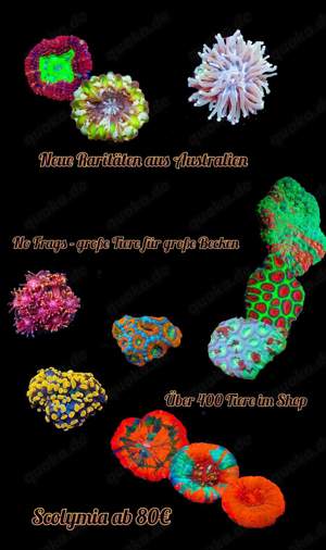 Meerwasser korallen Versand möglich 