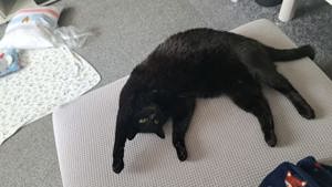 Kater 7 Jahre alt sucht neues Zuhause 