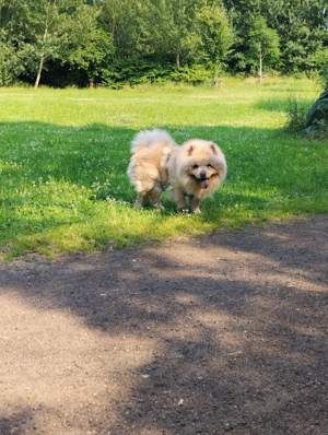 Chow Chow rüde sucht ein neues zu hause