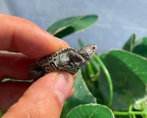 Diamantschildkröten NZ 24 "Malaclemys terrapin centrata" Wasserschildkröte