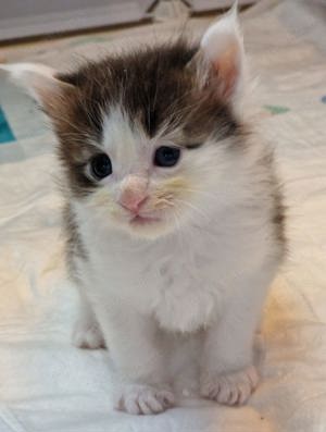 Maine Coon Kitten