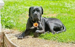 Tommy-Wo sind die Cane-Corso Fans?