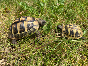 Landschildkröten