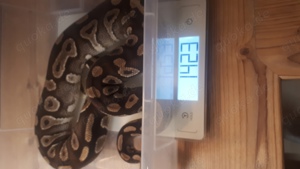 0.1 Mojave Yellow Belly 