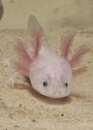 Axolotl Nachzuchten in verschiedenen Größen   