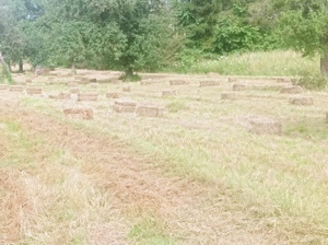 Heu ab Feld Kleinballen in Ötisheim 