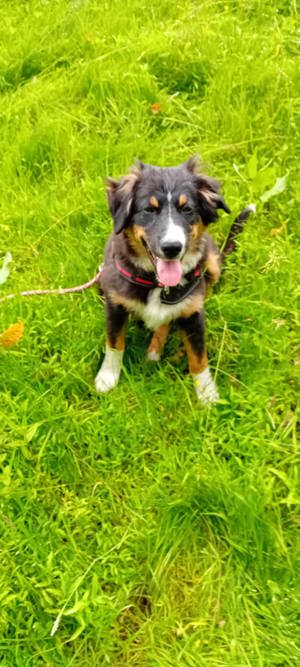 Hündin Australian Shepherd x Border Collie