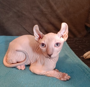 4 zuckersüße Elf Sphynx Kitten abzugeben, Nacktkatze