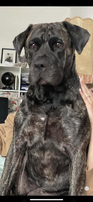 Hund sucht Hilfe! Presa Canario Weibchen