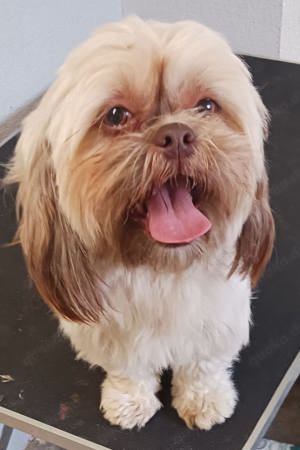 Reinrassige Shih Tzu Hündin 