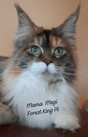 Prächtige Maine Coon Babys mit Stammbaum