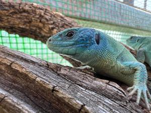 Verkaufe Lacerta Viridis Viridis, Smaragdeidechse, Eidechse