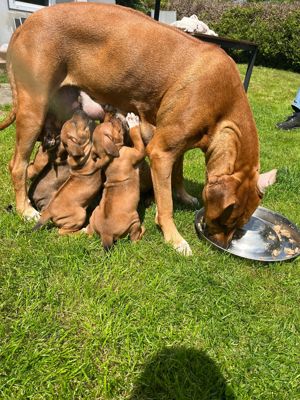 Rhodesian Ridgeback  Doggenmischlinge 