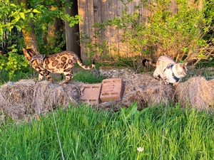 Bengal Katzen 