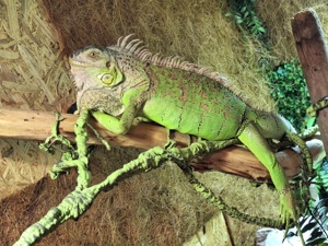 Grüner Leguan Mänchen