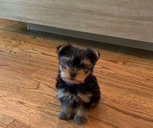 SUCHE MINI yorkshire terrier