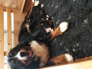 Schöne Berner Sennenhundwelpen