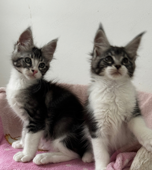 Tolle Maine Coon Kitten mit Stammbaum , Katzen Kater 